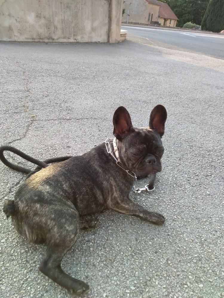 chien (1)