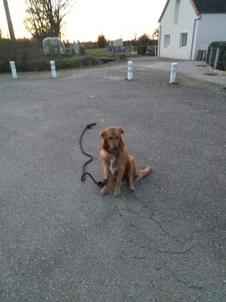 chien (1)