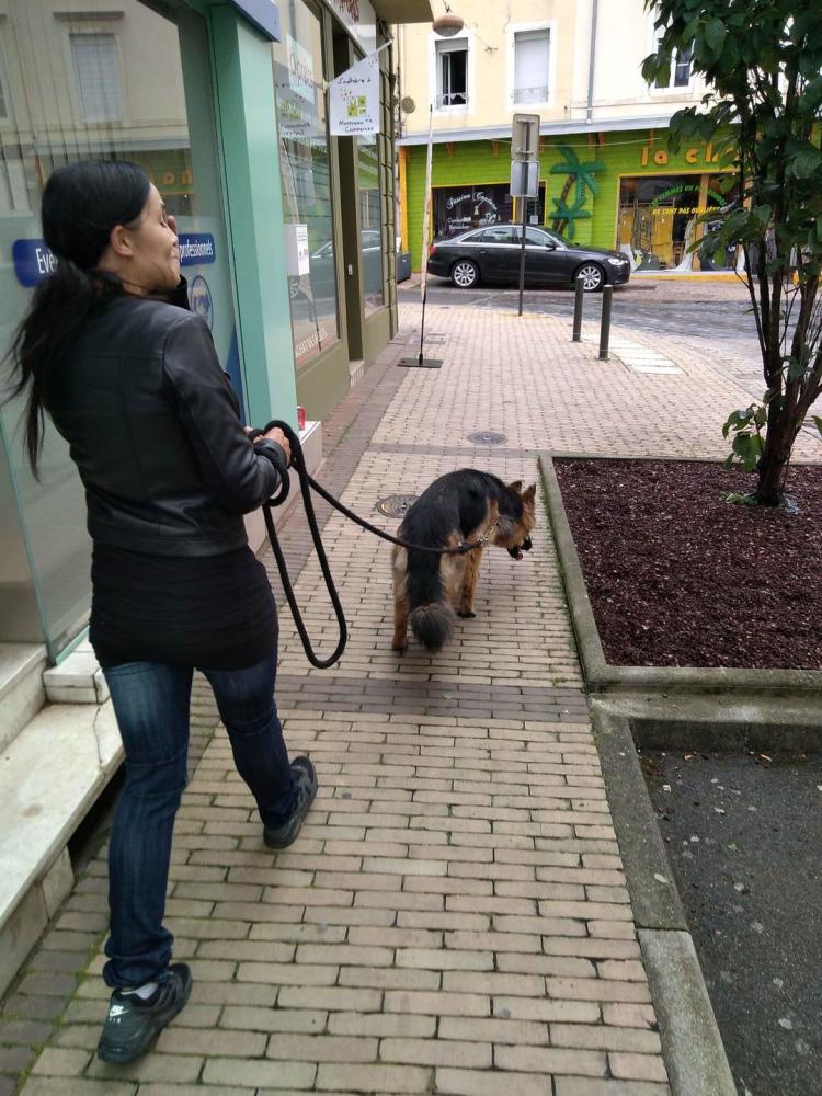 chien (2)