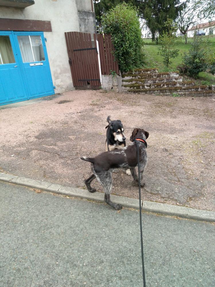 chien (2)