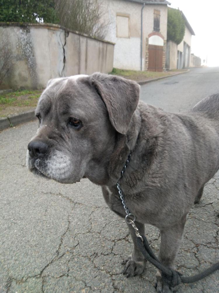 chien (3)