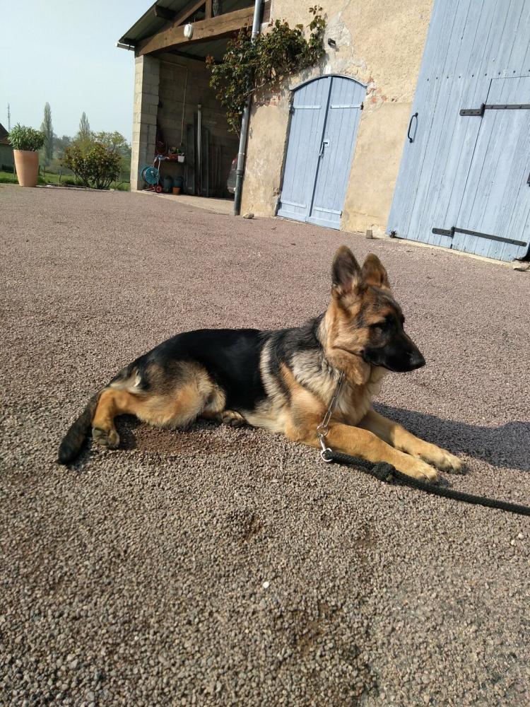 chien (5)