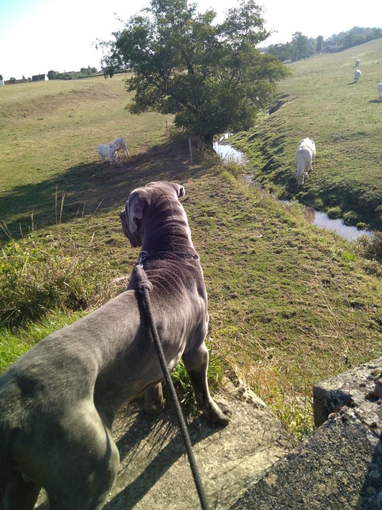 chien (6)
