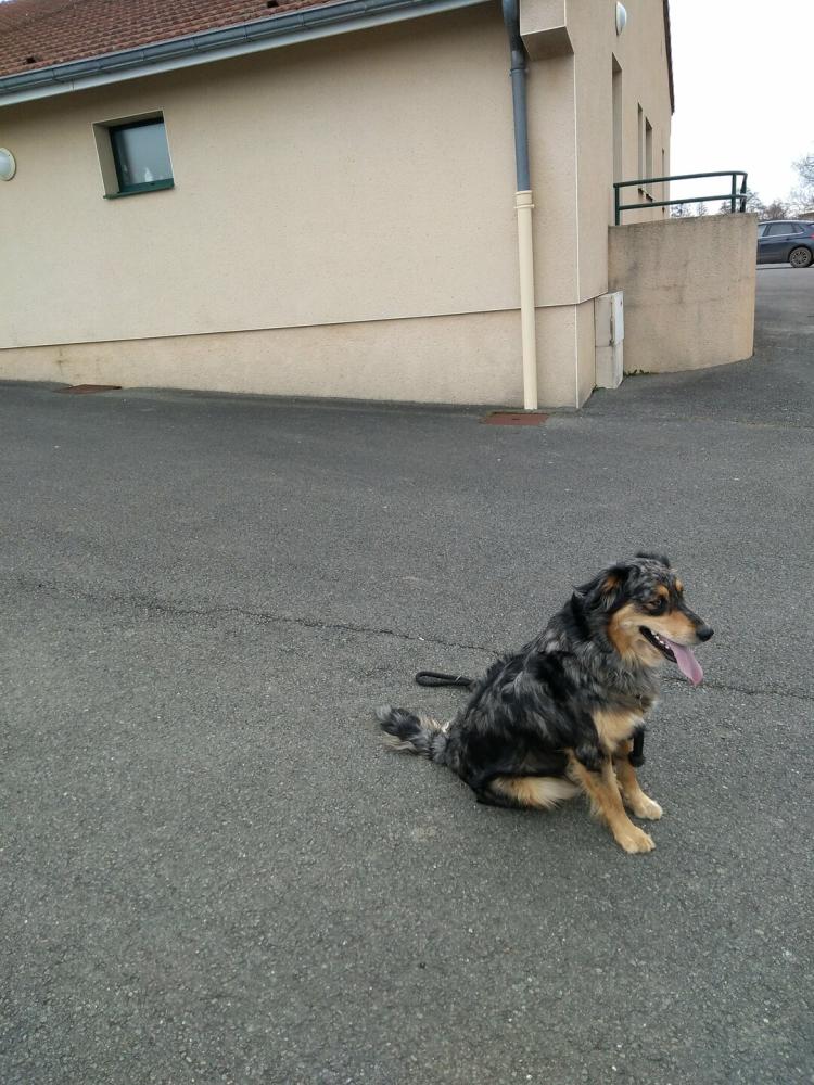 chien (8)