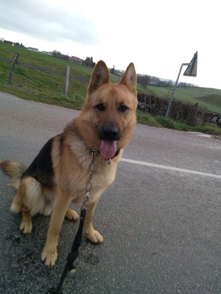 chien (9)
