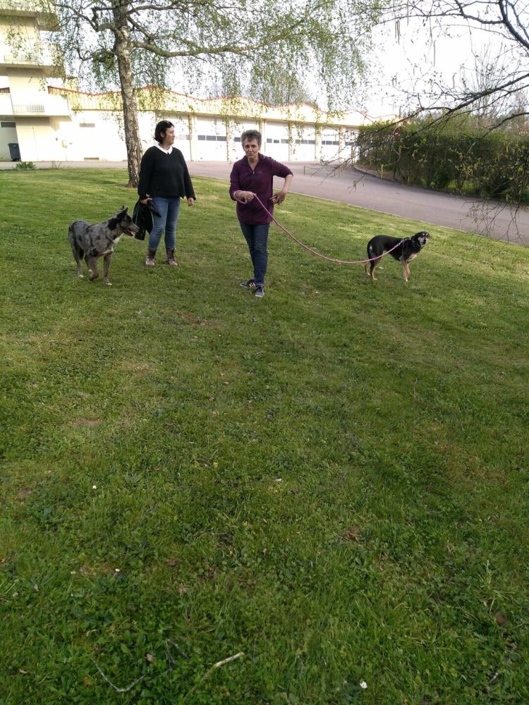 chien (10)