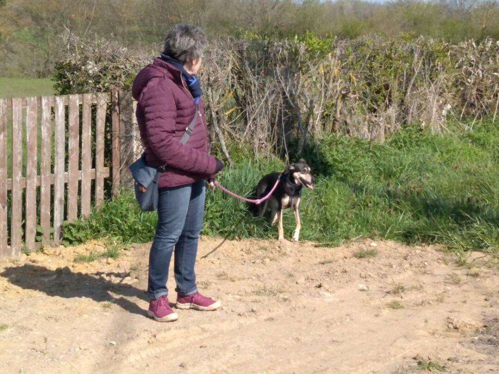 chien (11)