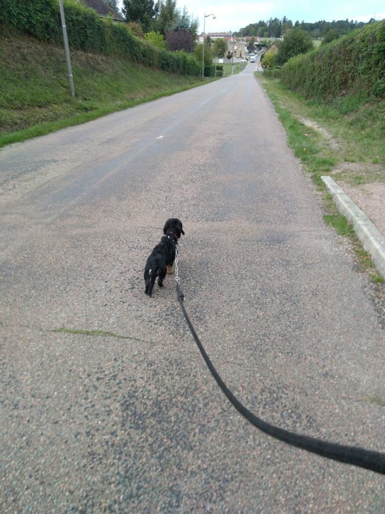 chien (14)