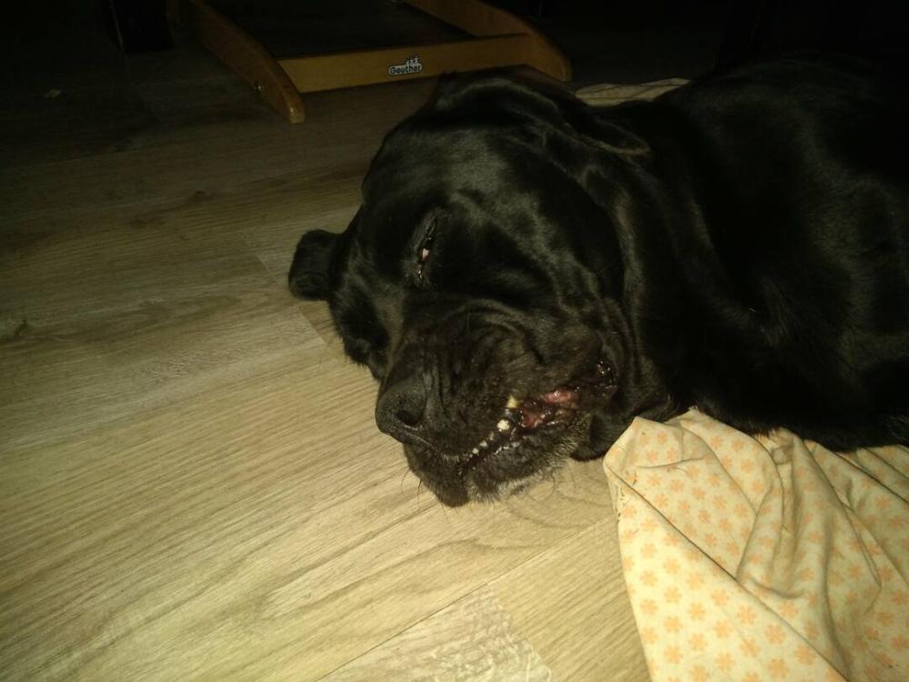 chien (15)