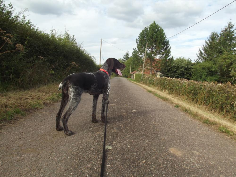 chien (16)