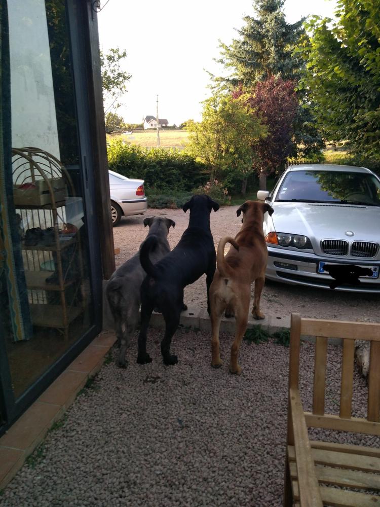 chien (17)