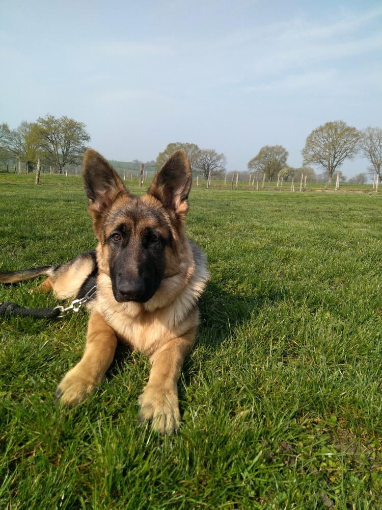chien (18)