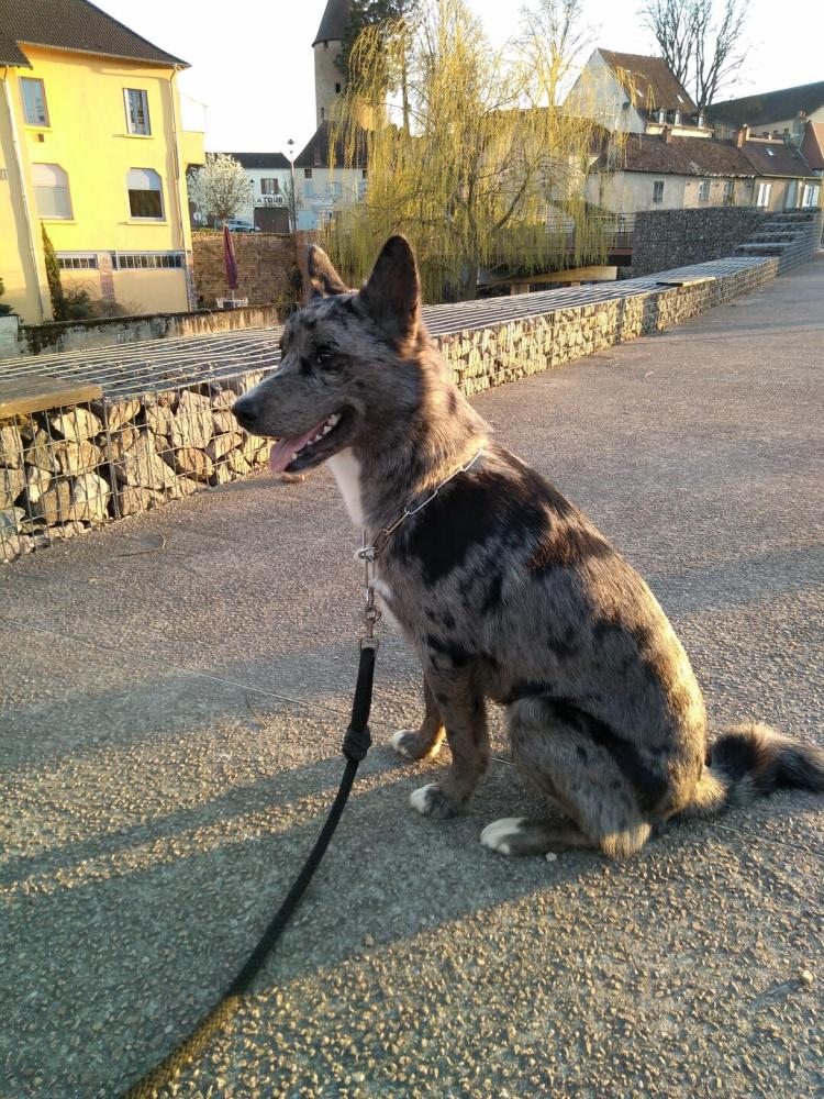 chien (19)