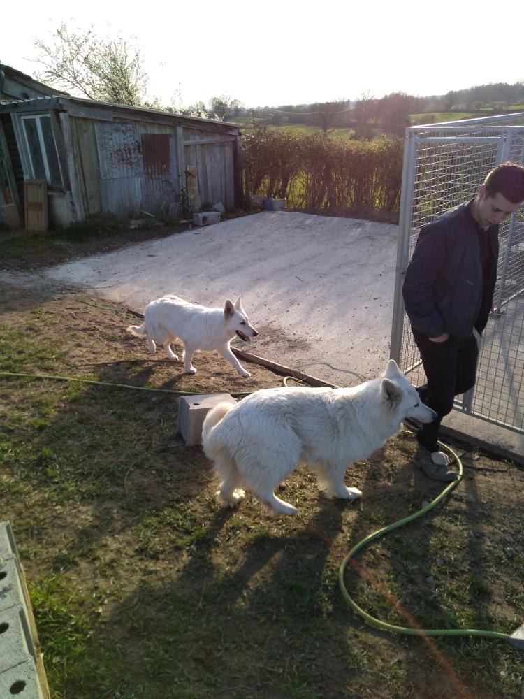 chien (21)