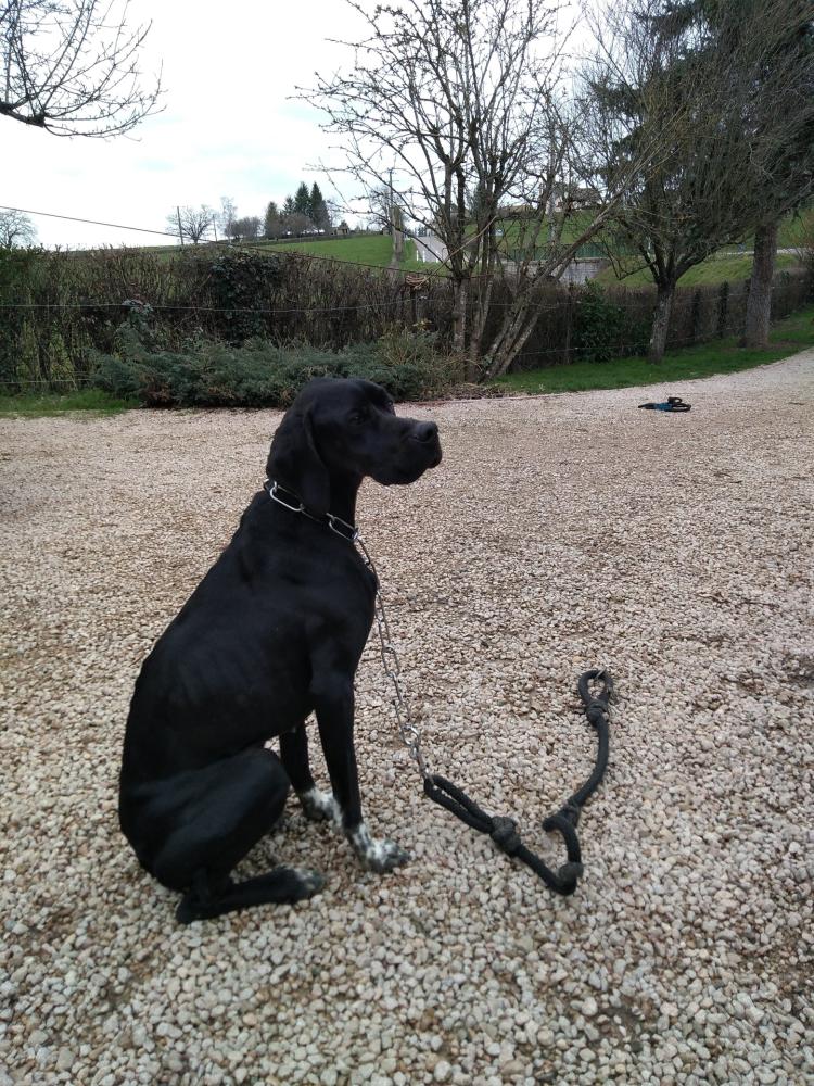 chien (22)