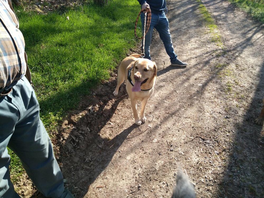 chien (23)