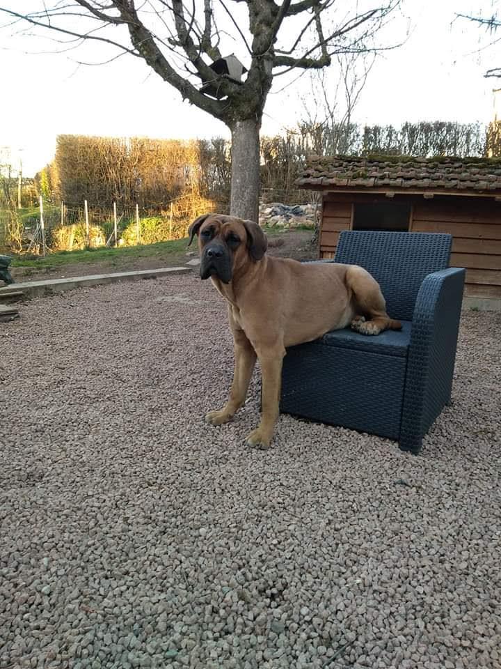 chien (25)