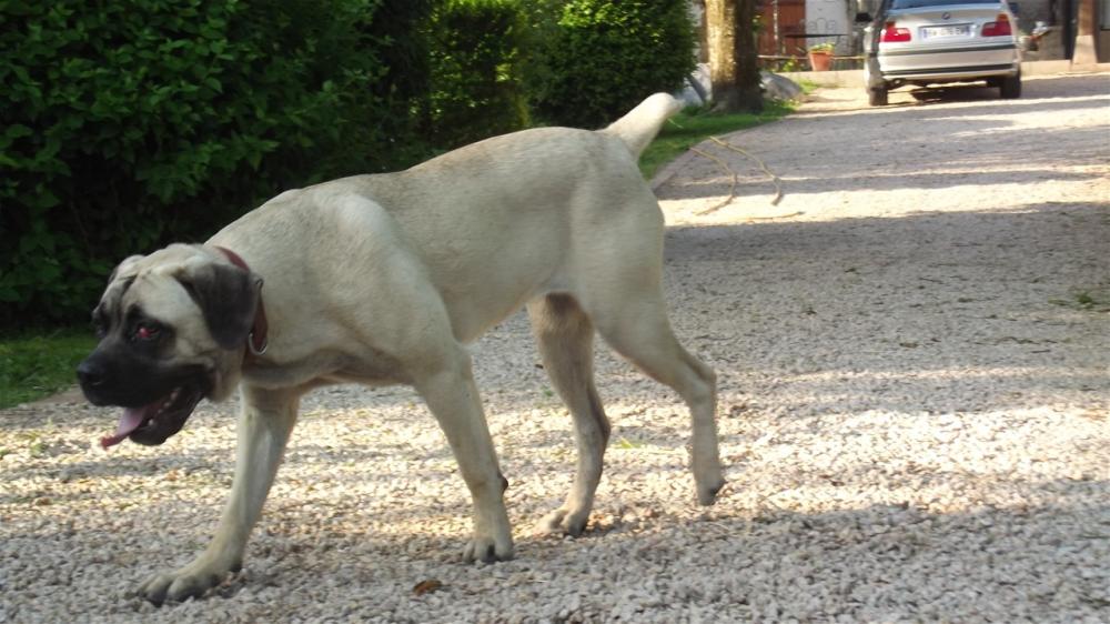 chien (27)