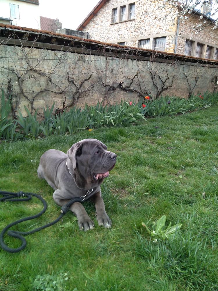 chien (32)