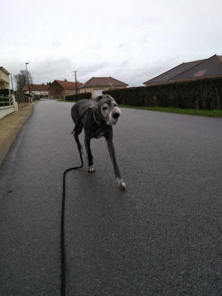 chien (33)