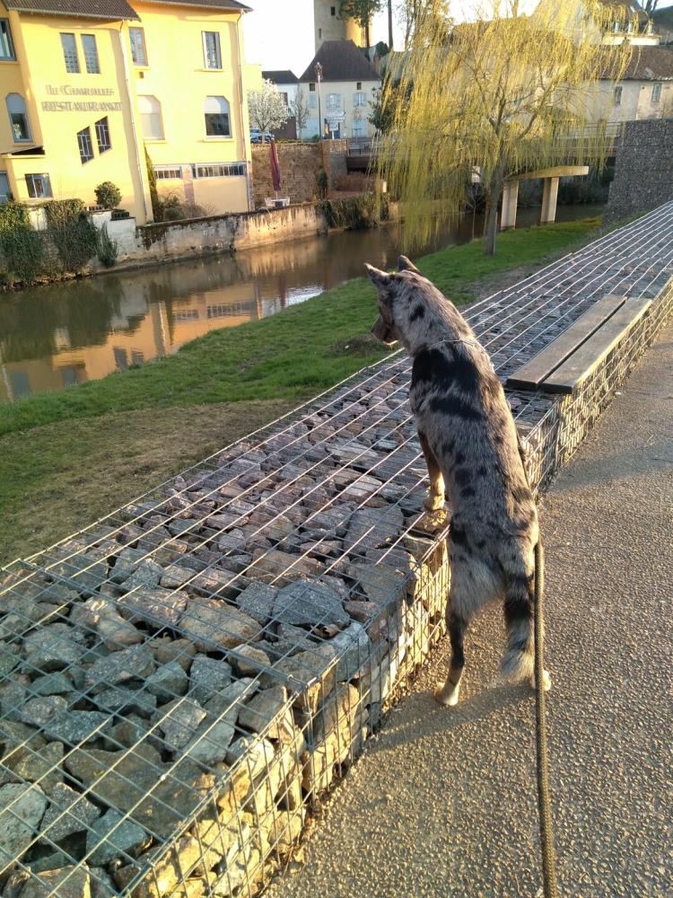 chien (47)