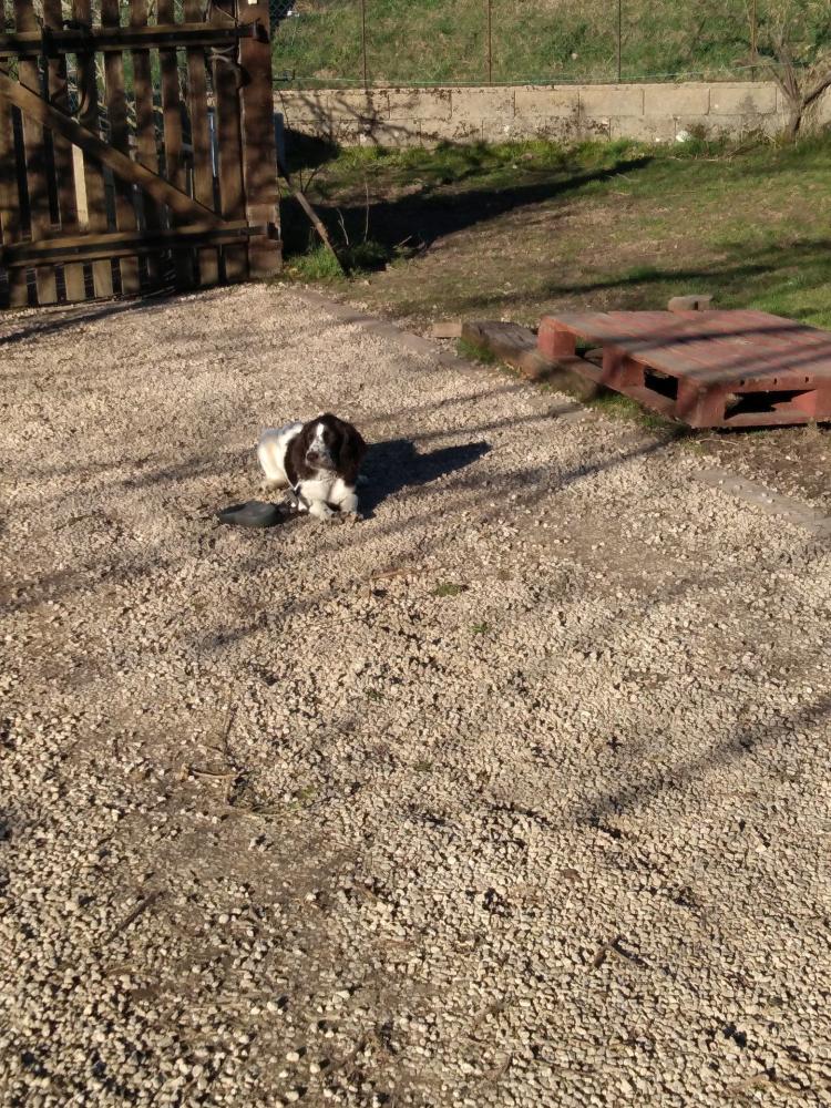 chien (39)