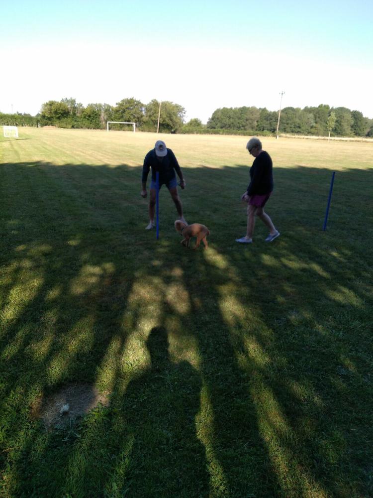 chien (40)