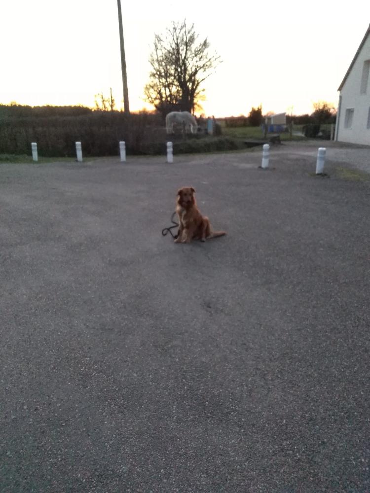 chien (41)