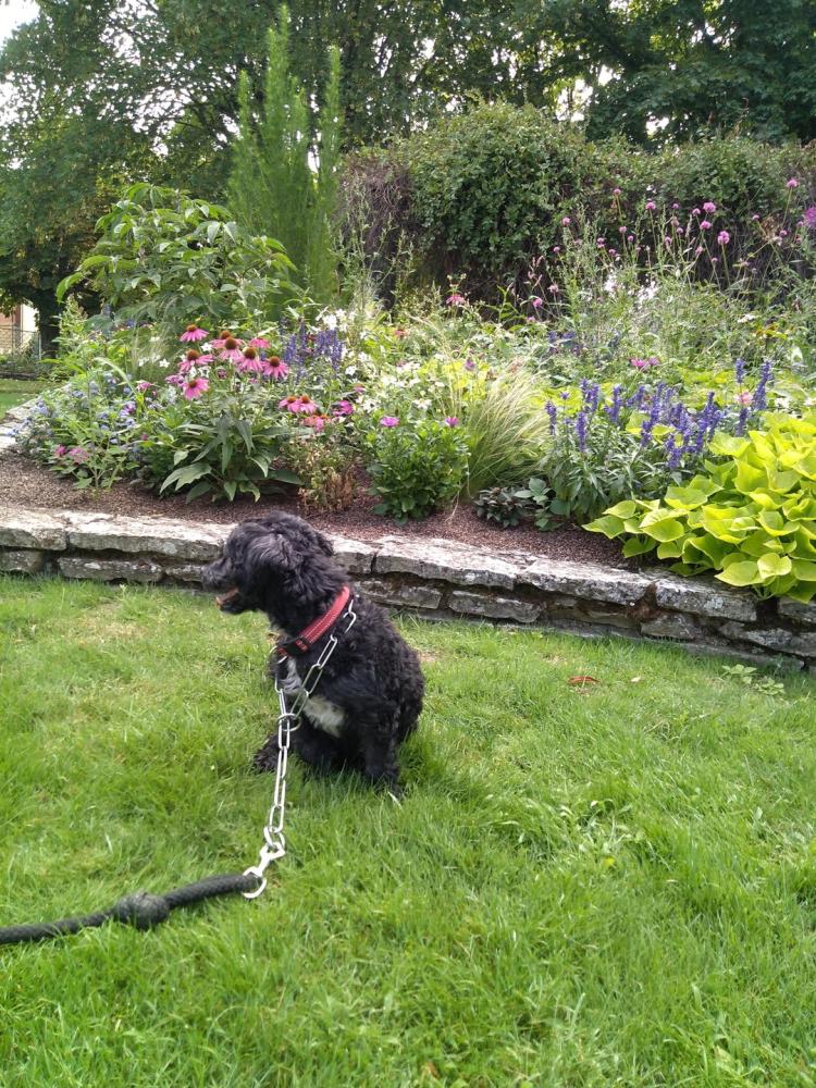 chien (42)