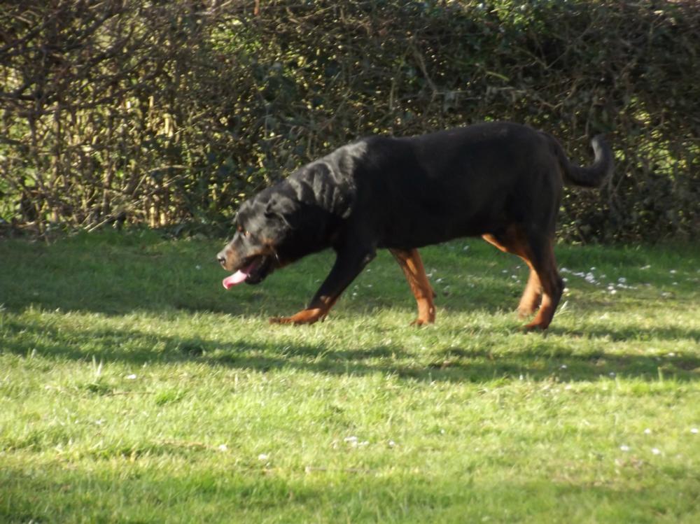 chien (43)