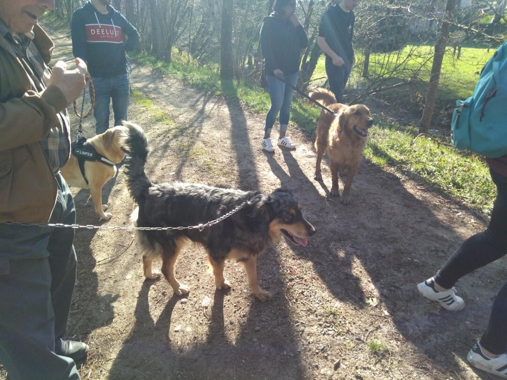 chien (44)