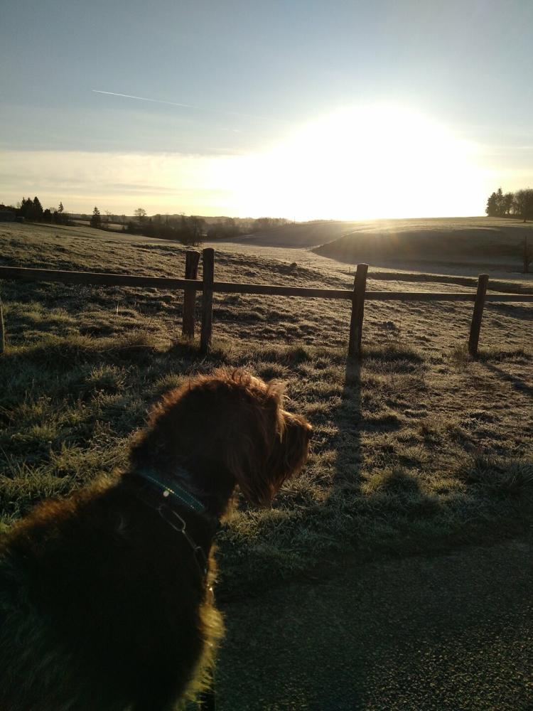 chien (45)