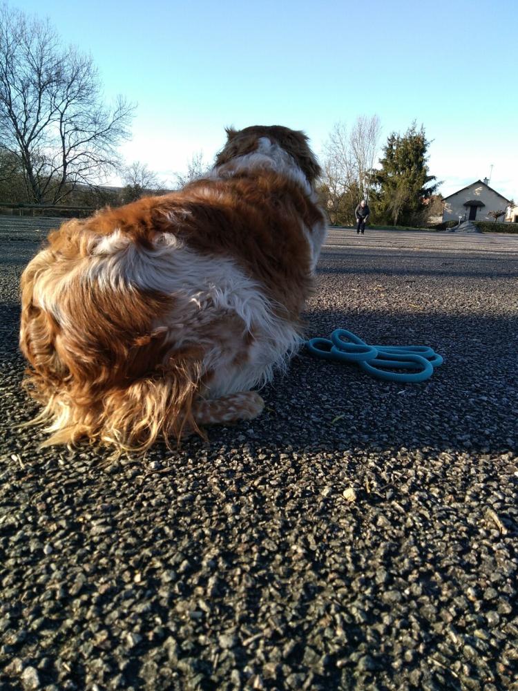 chien (46)