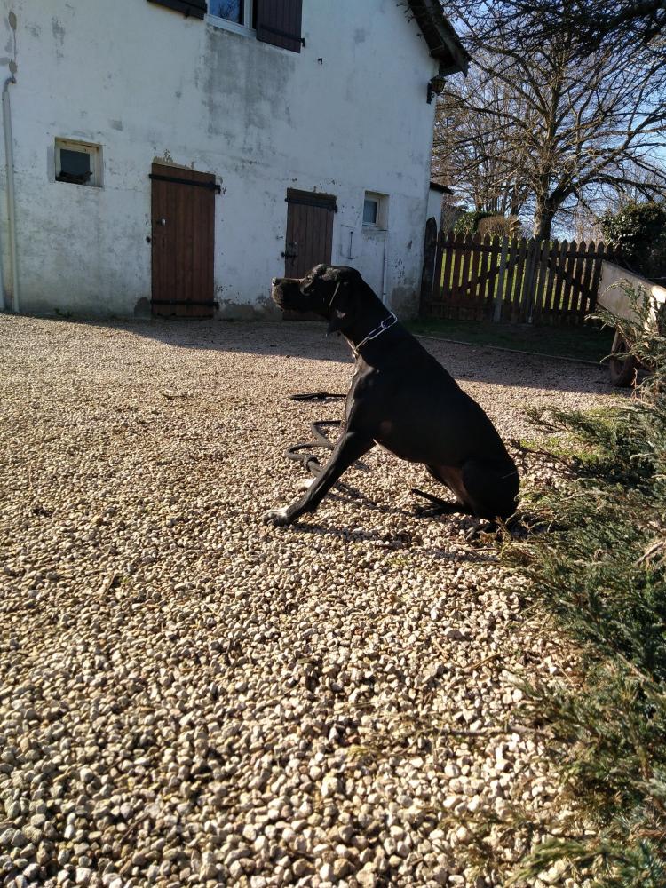 chien (48)