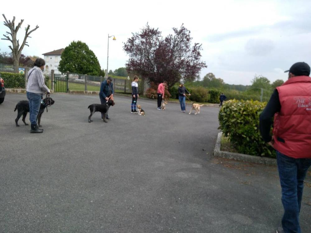 chien (49)