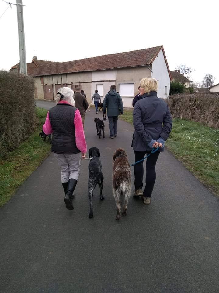 chien (50)
