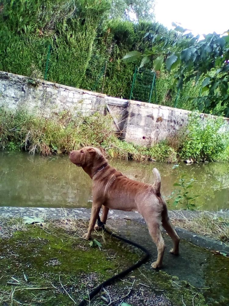 chien (52)