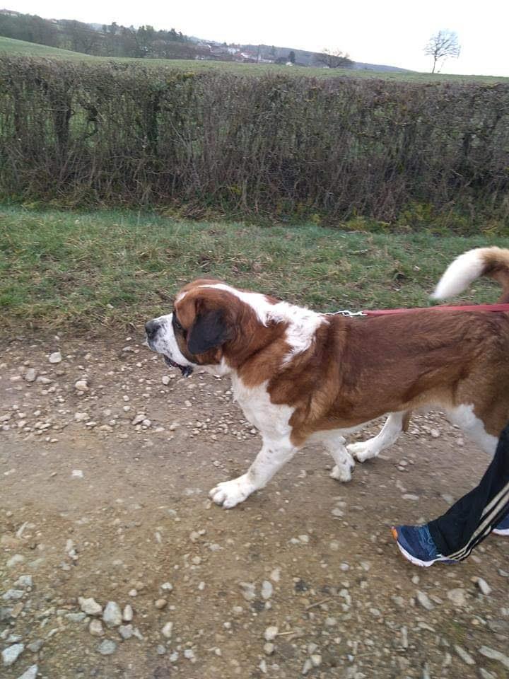 chien (54)
