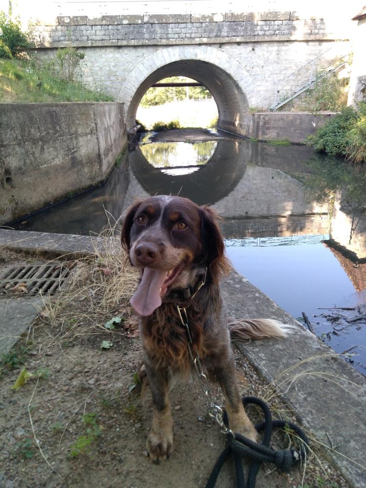 chien (55)