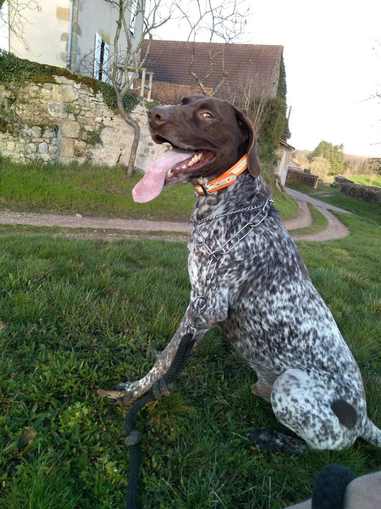 chien (59)