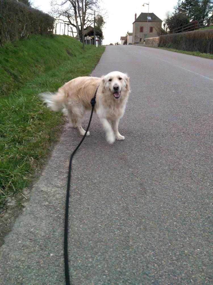 chien (62)