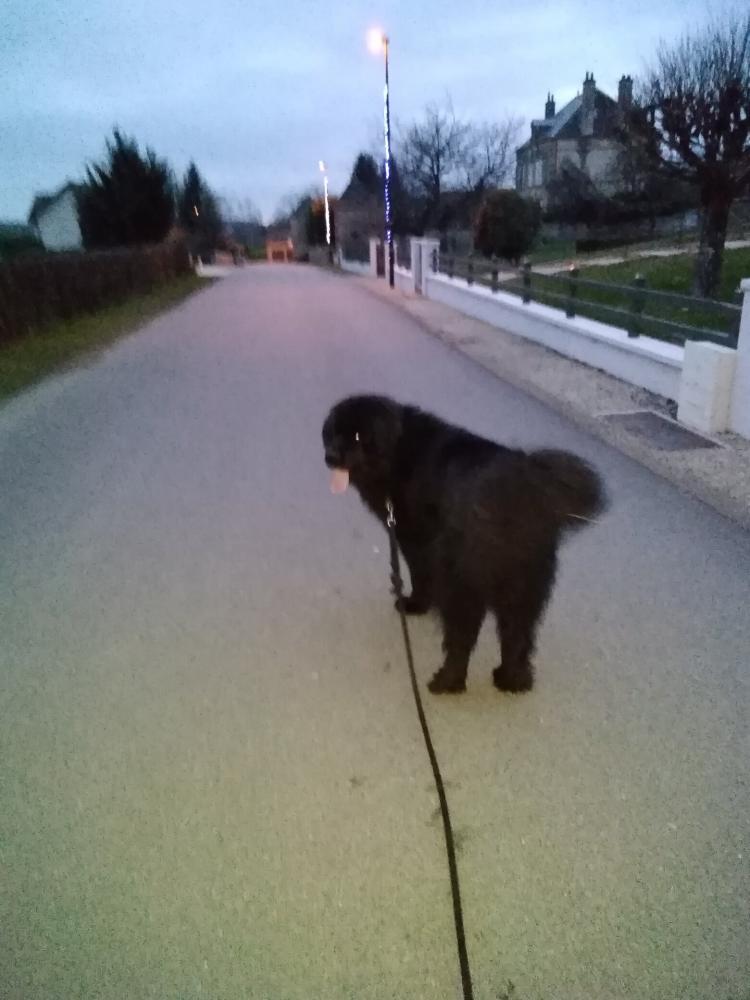 chien (63)