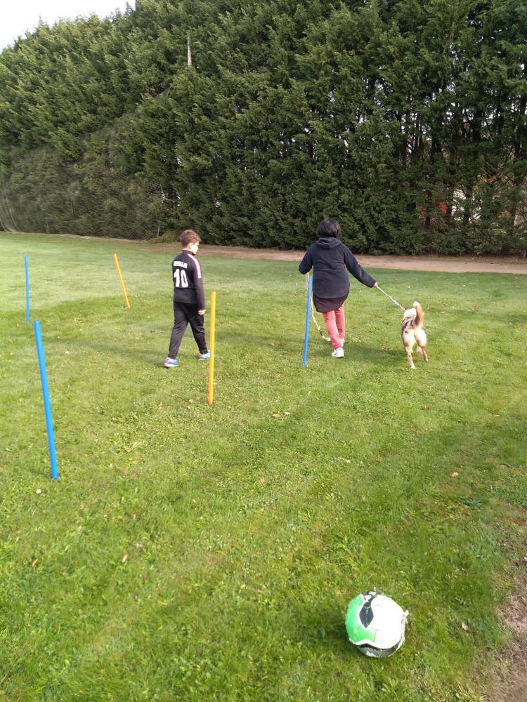 chien (66)
