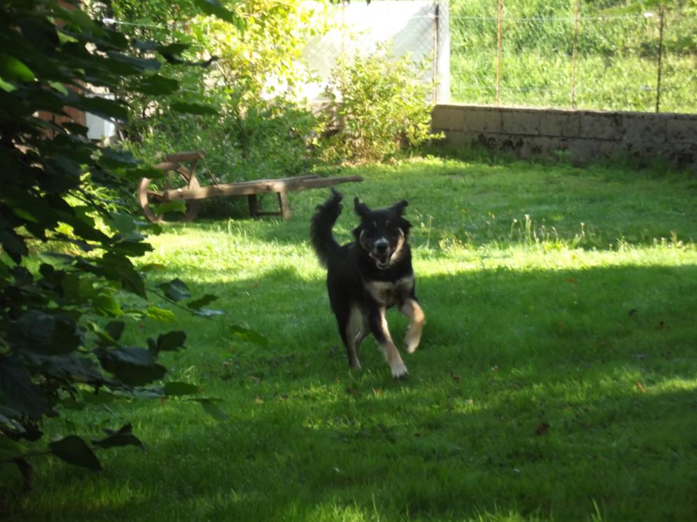 chien (67)