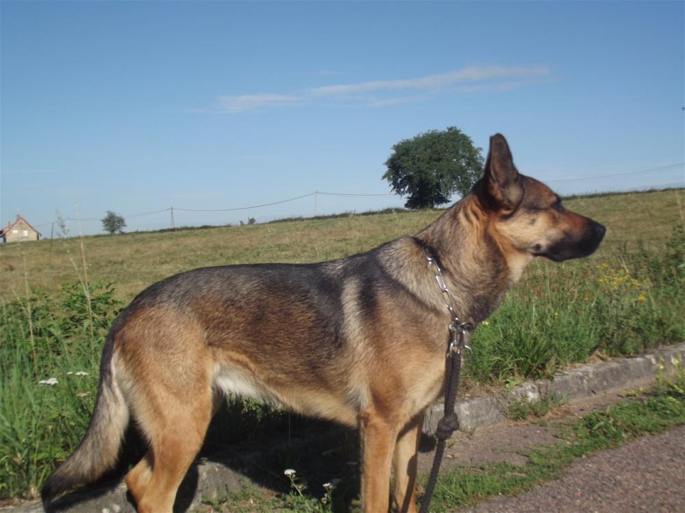 chien (77)