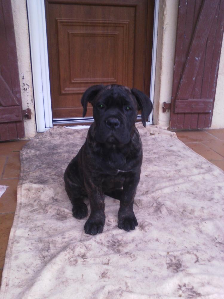 chien (68)