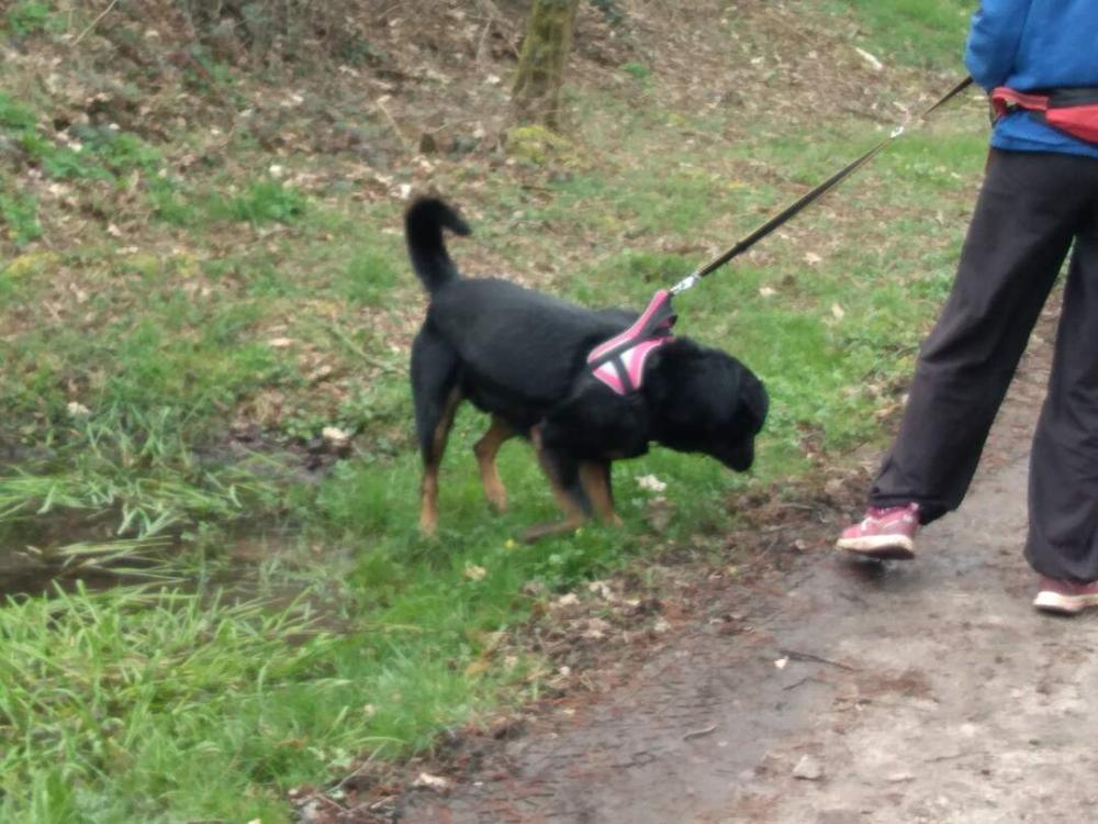chien (70)
