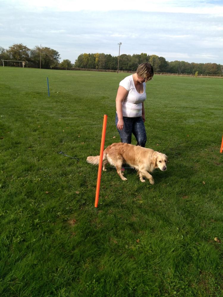 chien (71)