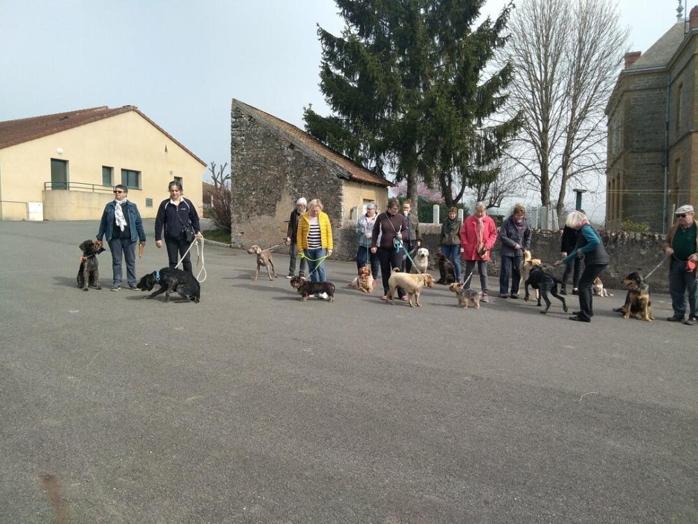 chien (72)