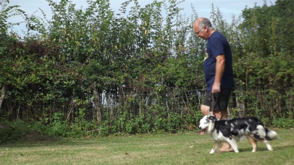 chien (76)